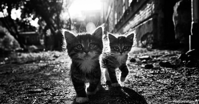 МИТЯЙ И ГАВРОШ