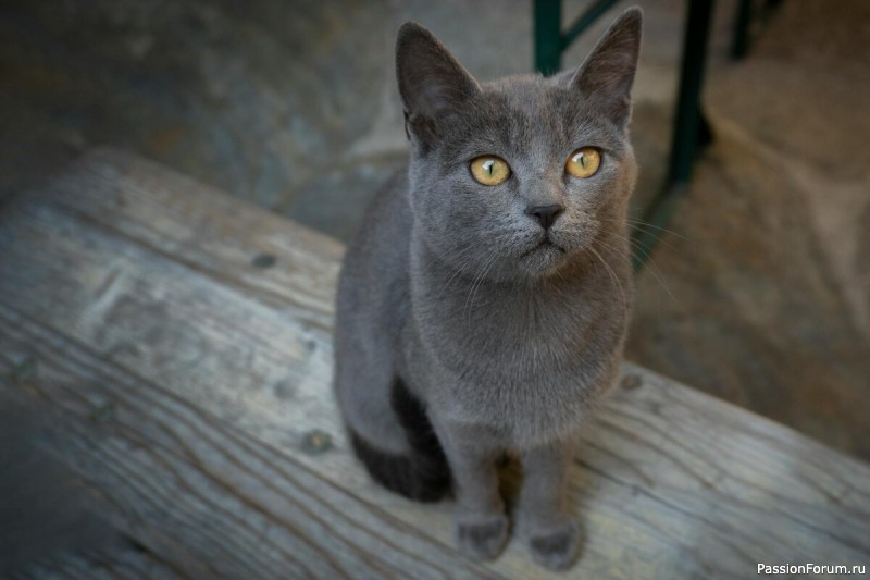 "Судьба у них такая"