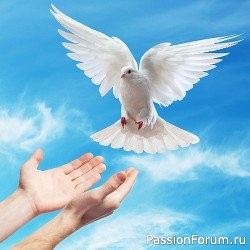 "Сердце голубя". А.Балаев