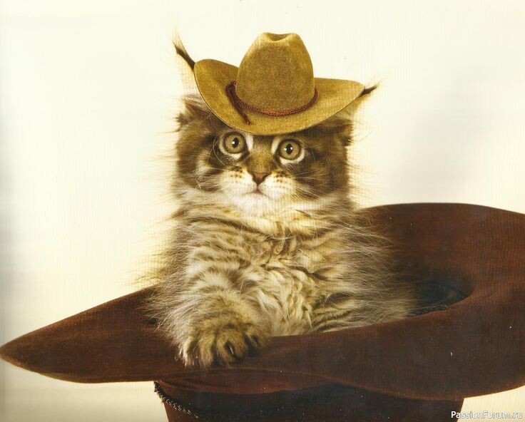 ВЕСТЕРН С ХВОСТИКОМ