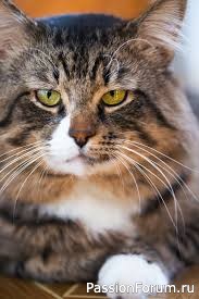 КАК СТАРЫЙ КОТ МОЛОДОГО ИСПОЛЬЗОВАЛ