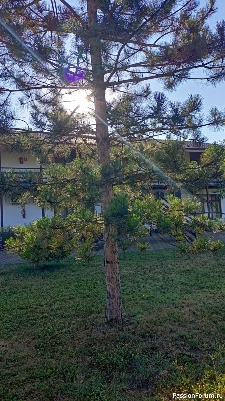 Новогодние рождественские шишки