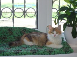 Елена"К Елена"К