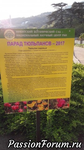 Парад тюльпанов.