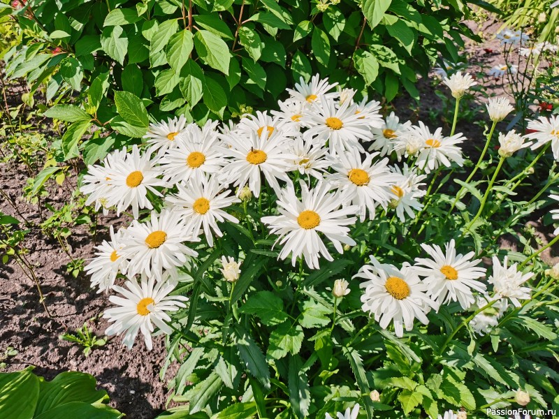 Фотозарисовки-ассорти