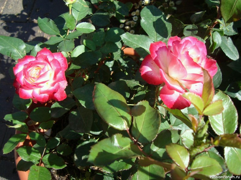 Букет сибирских роз