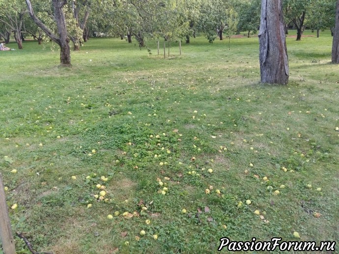 Это Москва! Парк, музей-заповедник Коломенское.