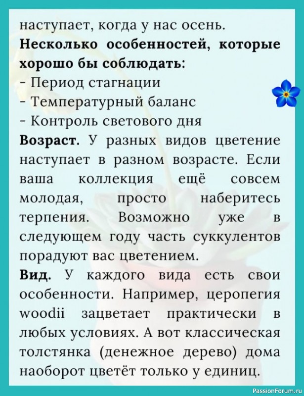 Что делать, чтобы суккулент зацвел