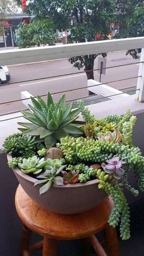 Варианты создания композиций из цветов и суккулентов в частности