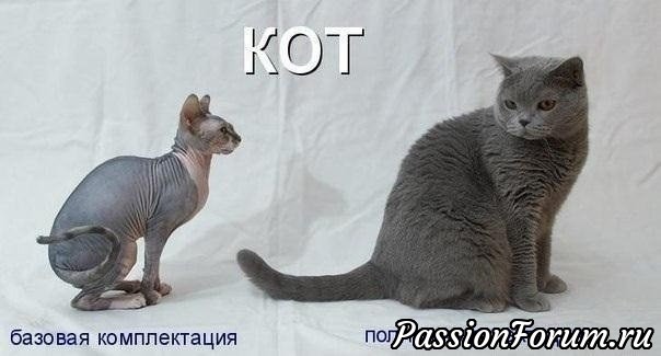 Коты, котики