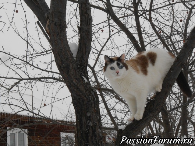 Сказка про гадкого котенка