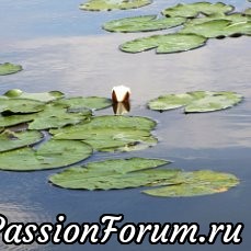 Алтай! Ты так многолик и настолько чудесен!.. Алтай! Ты так многолик и настолько чудесен!..
