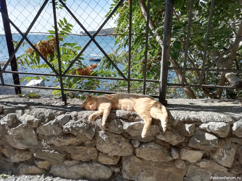 Крымские каникулы, продолжение