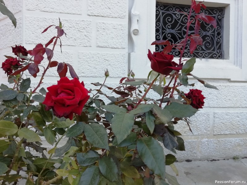 Крымские каникулы, продолжение