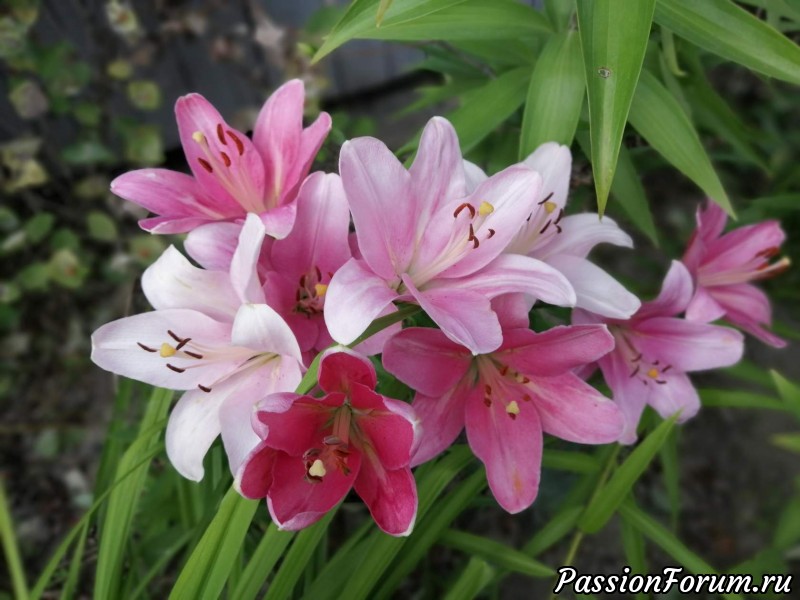 Красота и разнообразие лилий и лилейников