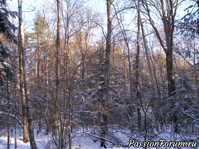 Солнечное утро в зимнем лесу (часть 3)