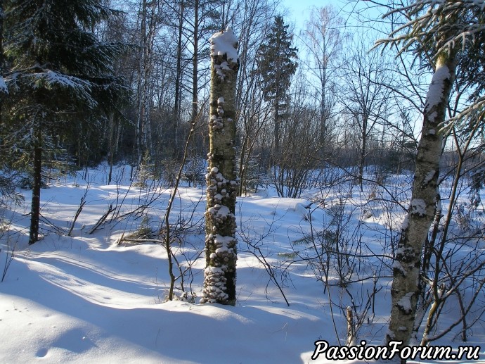 Солнечное утро в зимнем лесу (часть 2)