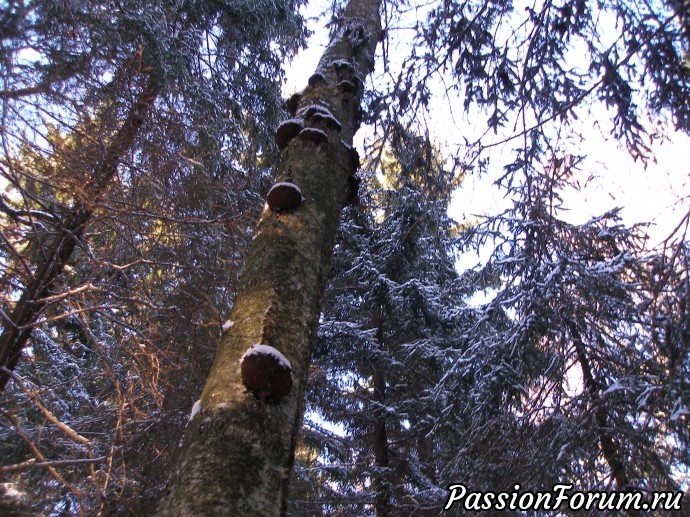 Солнечное утро в зимнем лесу (часть 3)