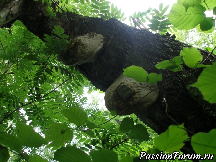 Причудливые древесные грибы