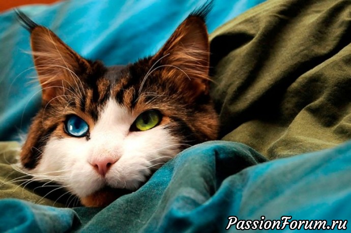 Пушистое чудо: 29 фотографий невероятно красивых котов со всего мира