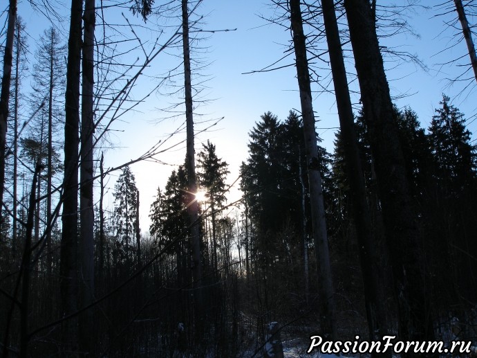Солнечное утро в зимнем лесу
