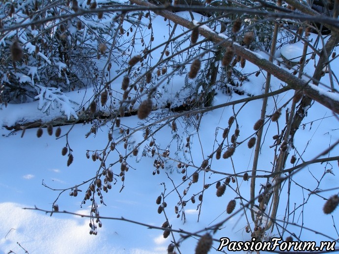 Солнечное утро в зимнем лесу