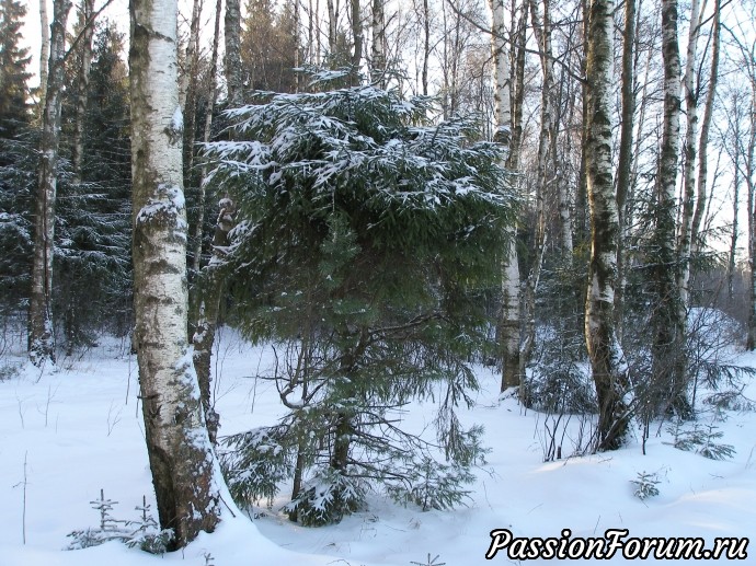 Солнечное утро в зимнем лесу (часть 2)