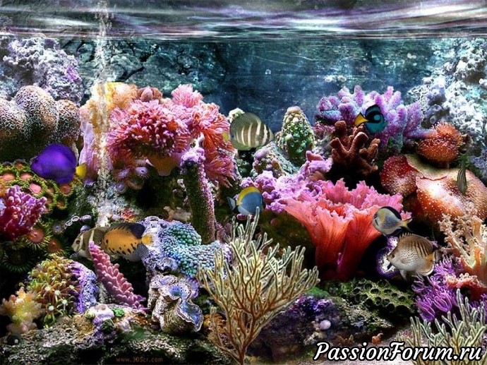 Цветы моря