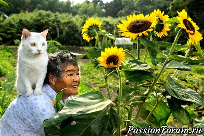 У кошек золотые сердца... У кошек золотые сердца...