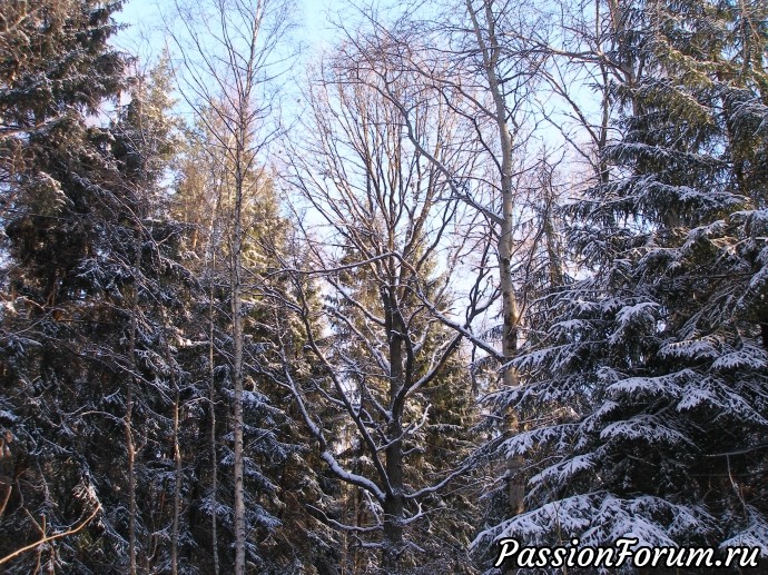 Солнечное утро в зимнем лесу (часть 2)