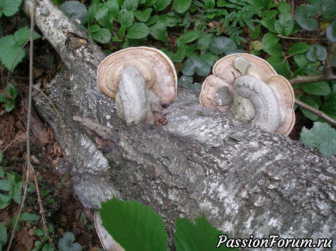 Причудливые древесные грибы