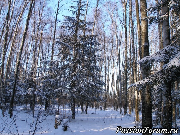 Солнечное утро в зимнем лесу