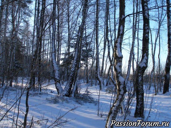 Солнечное утро в зимнем лесу