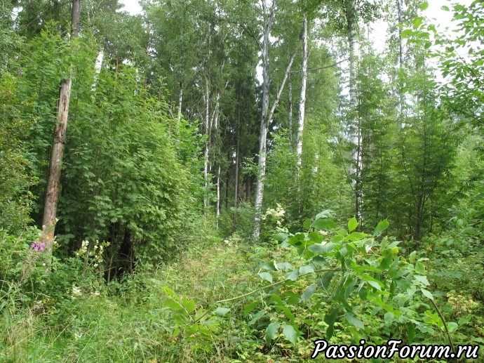 А теперь небольшой кусочек лета