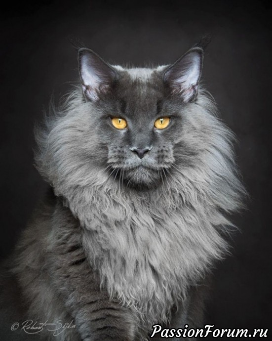 Пушистое чудо: 29 фотографий невероятно красивых котов со всего мира
