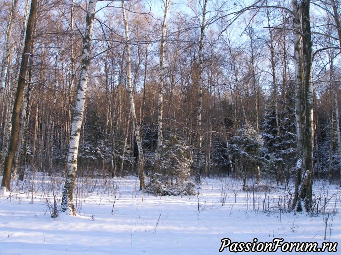 Солнечное утро в зимнем лесу