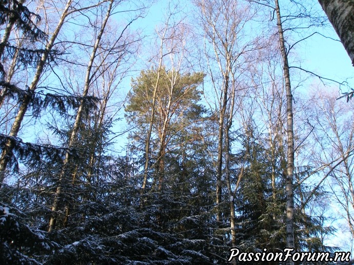 Солнечное утро в зимнем лесу