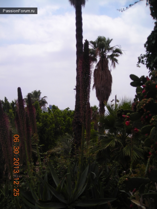 Парк кактусов