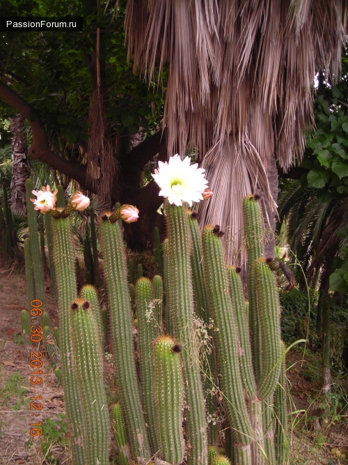 Парк кактусов