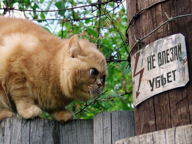 День энергетика