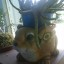Зоя