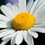 Ромашка