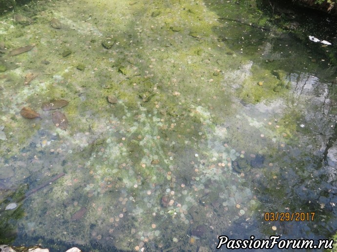 Мир, в котором я живу. По дорогам Америки. Hot Springs, Arkansas (Часть 2) Мир, в котором я живу. По дорогам Америки. Hot Springs, Arkansas (Часть 2)