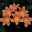GalinaE