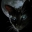 City_Cat
