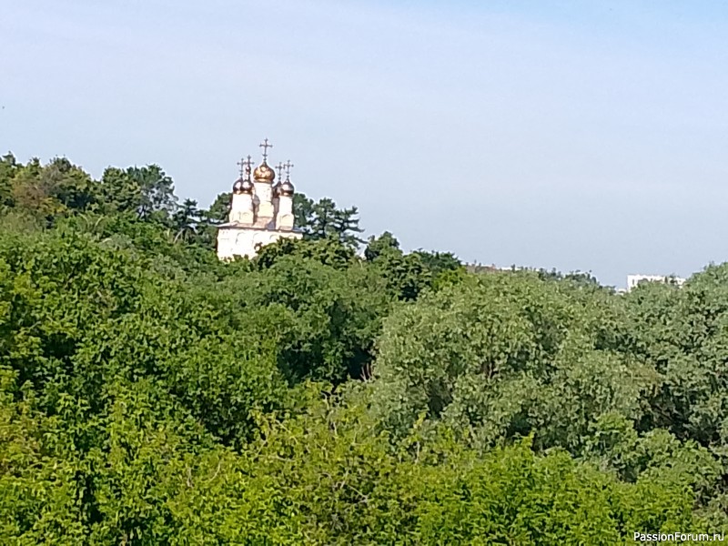Как хомяки ходили за грибами, которые с глазами