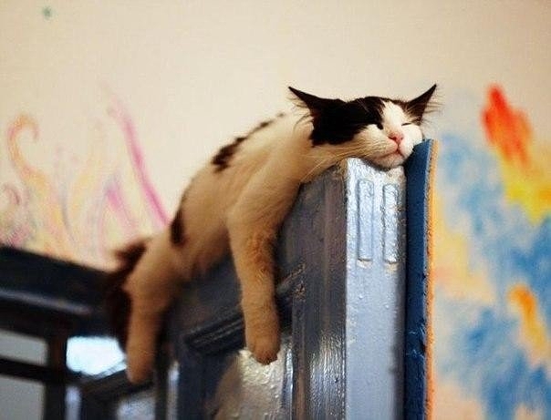 Коты спят где захотят и как захотят..