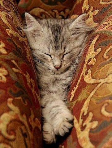 Коты спят где захотят и как захотят..