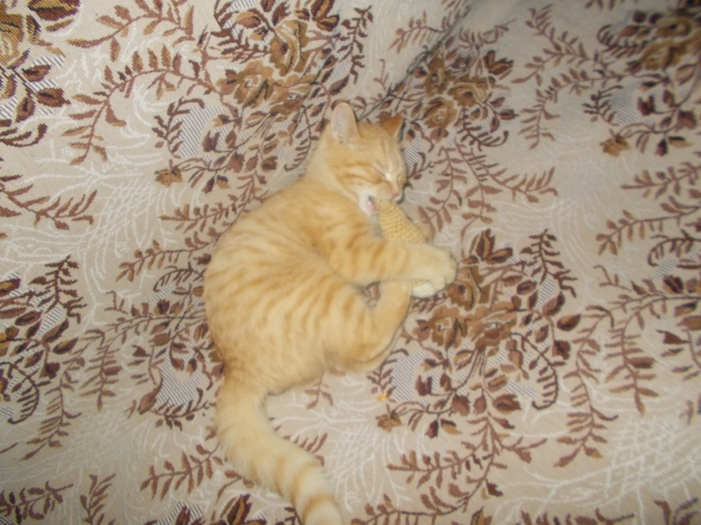 Подушки-коты и Коты-не-подушки
