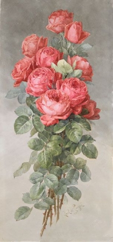 Розы
